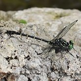Insects - Dragonflies (Odonata, Anisoptera)