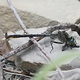 Insects - Dragonflies (Odonata, Anisoptera)