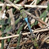 Insects - Dragonflies (Odonata, Anisoptera)