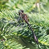 Insects - Dragonflies (Odonata, Anisoptera)