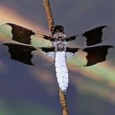 Insects - Dragonflies (Odonata, Anisoptera)