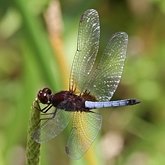 Insects - Dragonflies (Odonata, Anisoptera)
