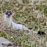 Ssaki - Drapieżne
