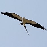 Ptaki Non Passeriformes - Drapieżne dzienne