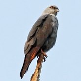 Ptaki Non Passeriformes - Drapieżne dzienne
