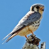 Ptaki Non Passeriformes - Drapieżne dzienne