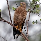 Ptaki Non Passeriformes - Drapieżne dzienne