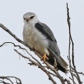 Ptaki Non Passeriformes - Drapieżne dzienne