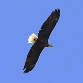 Ptaki Non Passeriformes - Drapieżne dzienne