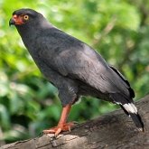Ptaki Non Passeriformes - Drapieżne dzienne