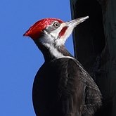 Dryocopus pileatus