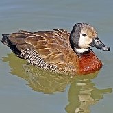 Birds Non Passeriformes - Ducks, Geese, Swans 