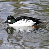 Birds Non Passeriformes - Ducks, Geese, Swans 