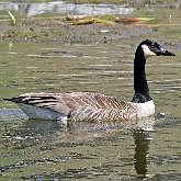Birds Non Passeriformes - Ducks, Geese, Swans 