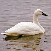 Birds Non Passeriformes - Ducks, Geese, Swans 