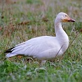 Birds Non Passeriformes - Ducks, Geese, Swans 