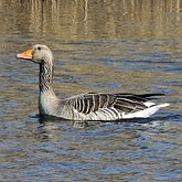 Birds Non Passeriformes - Ducks, Geese, Swans 