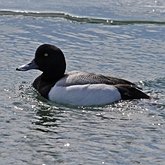 Birds Non Passeriformes - Ducks, Geese, Swans 