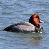 Birds Non Passeriformes - Ducks, Geese, Swans 