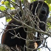 Dwellers of Atlantic forest