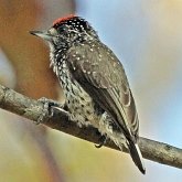 Ptaki Non Passeriformes - Dzięcioły, tukany i spokrewnione