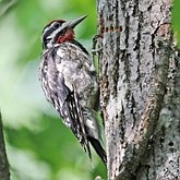 Ptaki Non Passeriformes - Dzięcioły, tukany i spokrewnione