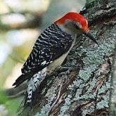 Ptaki Non Passeriformes - Dzięcioły, tukany i spokrewnione