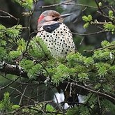 Ptaki Non Passeriformes - Dzięcioły, tukany i spokrewnione