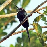 Ptaki Non Passeriformes - Dzięcioły, tukany i spokrewnione