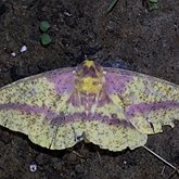 Eacles imperialis