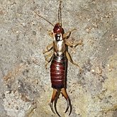 Insects - Earwigs (Dermaptera)