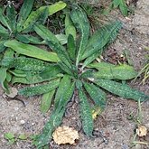 Echium vulgare