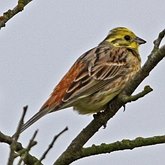 Birds Passeriformes - Emberizidae (Old World Buntings)