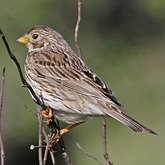 Ptaki Passeriformes - Emberizidae (trznadle)