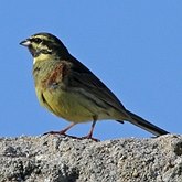 Ptaki Passeriformes - Emberizidae (trznadle)