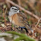 Oiseaux Passeriformes - Emberizid&#233;s