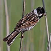 Oiseaux Passeriformes - Emberizid&#233;s