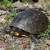 Emydoidea blandingii