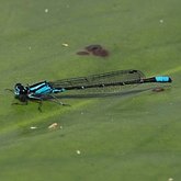 Enallagma geminatum