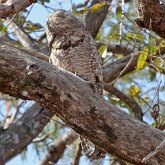 Oiseaux Non Passeriformes - Engoulevents et alli&#233;s