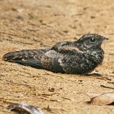 Oiseaux Non Passeriformes - Engoulevents et alli&#233;s