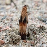 Equisetum arvense