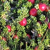 Angiosperms Eudicots  - Ericales