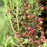 Okrytonasienne dwuliścienne - Ericales (wrzosowce)