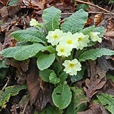 Okrytonasienne dwuliścienne - Ericales (wrzosowce)
