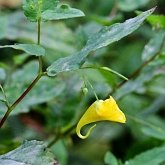 Okrytonasienne dwuliścienne - Ericales (wrzosowce)