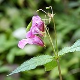 Okrytonasienne dwuliścienne - Ericales (wrzosowce)