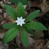 Okrytonasienne dwuliścienne - Ericales (wrzosowce)