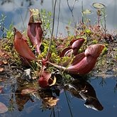 Okrytonasienne dwuliścienne - Ericales (wrzosowce)