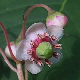 Okrytonasienne dwuliścienne - Ericales (wrzosowce)